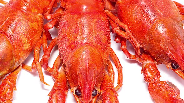 Three Red Thugs Crayfish on a White Background Slow Motion