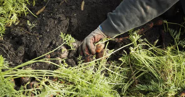 Female Hands Pluck Carrots In The Field And Shake The Ground