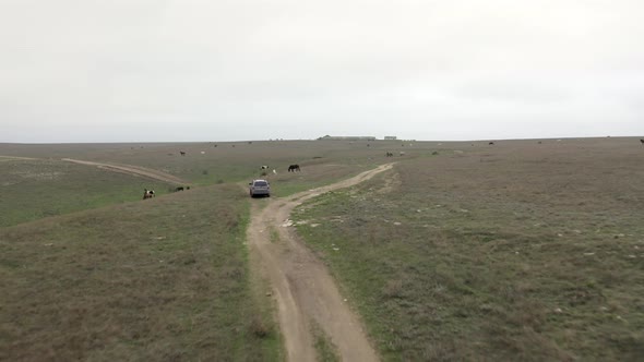 Vehicle Suv Car Drives Along Curvy Ground Road Among Fields with Herd Horses