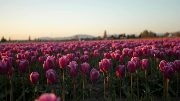 Static shot of pink tulip field