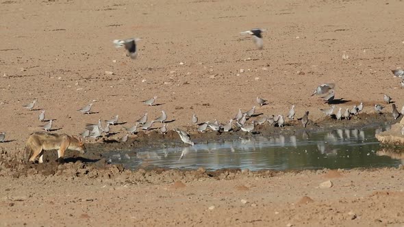 Black-Backed Jackal And Doves Drinking Water