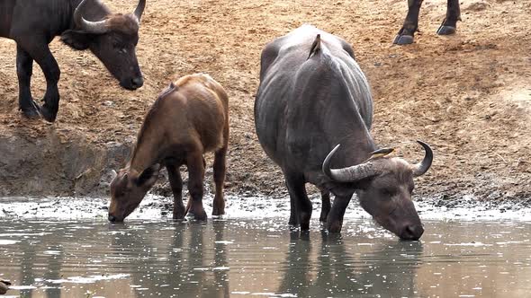 980199 African Buffalo, syncerus caffer, Group drinking at Water Hole, Female and calf, Tsavo Park i