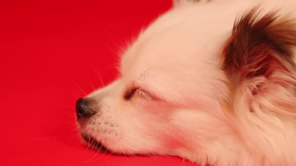 Fluffy White Dog Lying on Red Background