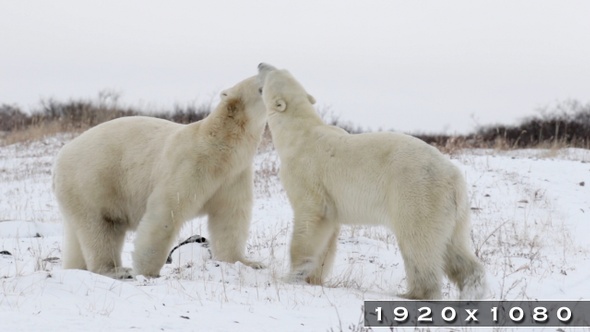 Polar Bears Walking and Playing in the Snow