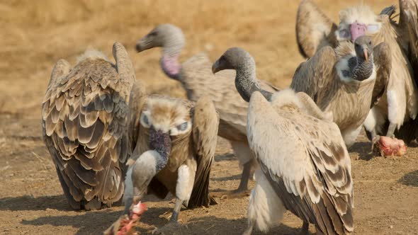 Flock of Indian Vultures sit on ground eating remains of a Carcass in the Jungle opening squabbling