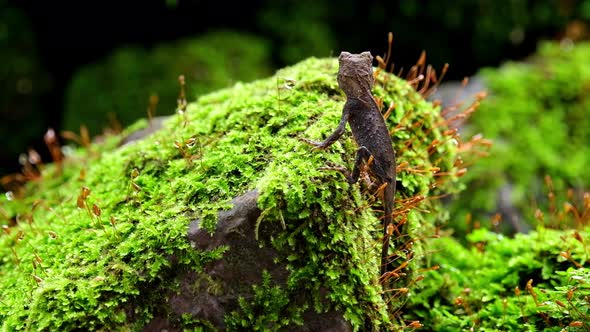 Seen from its side looking away as it breathes while rested on a rock with moss, Brown Pricklenape A