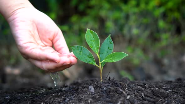 Slow motion shot - hand giving water to plant