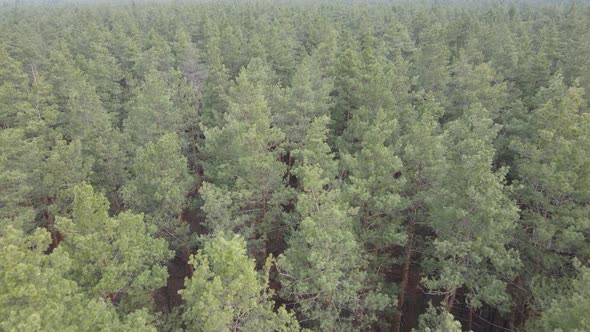 Trees in a Pine Forest During the Day Aerial View