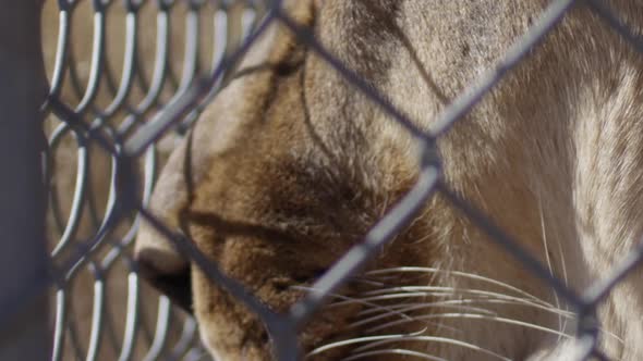 Lioness close up on face behind cage wire