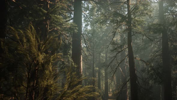 Sequoia National Park Under the Fog Mist Clouds