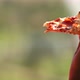 Close up portrait of young African woman eating slice of pizza. - VideoHive Item for Sale