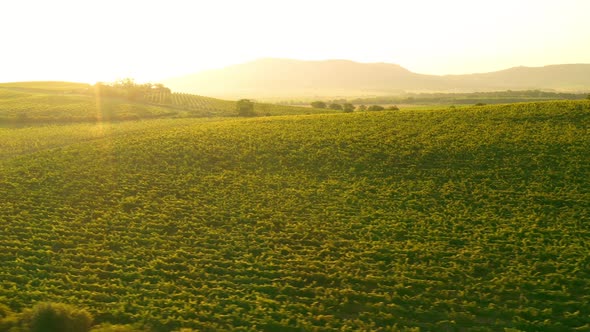 Aerial Drone Shot of Sunny Wineyard at Sunrise