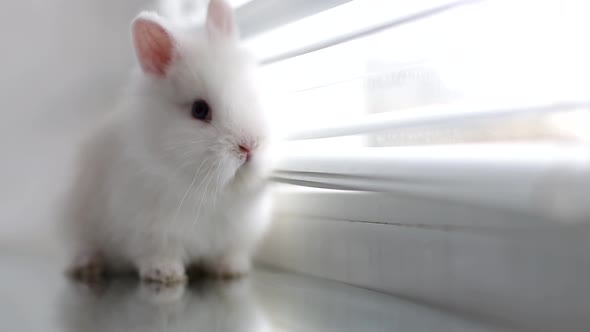 Funny rabbit sleeping on a white background