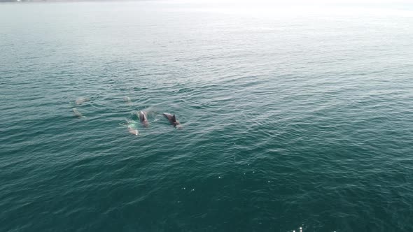 Aerial View of the Dolphins Slowly Swimming in Crystal Clear Calm Turquoise Waters