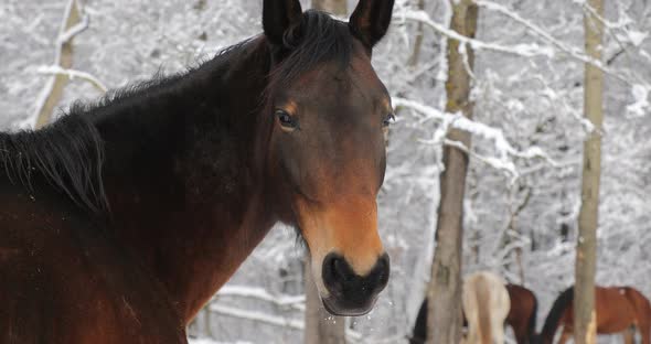 The horse on the meadow in the wintertime