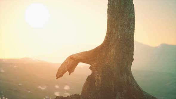 Old Tree Stump Trunk on the Hill at Sunset