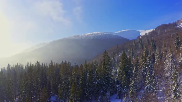 Dark Forest of Evergreen Trees Covered with Snowwhite Snow Under Lush Clouds