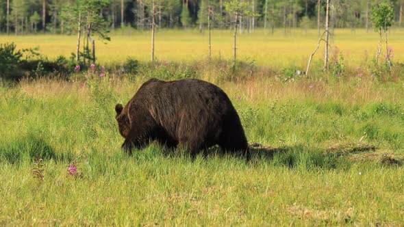 Brown Bear Ursus Arctos in Wild Nature is a Bear That is Found Across Much of Northern Eurasia