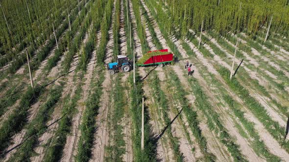 Workers Harvest Hops in the Field Aerial View