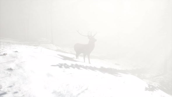 Proud Noble Deer Male in Winter Snow Forest