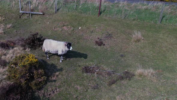 Aerial shot of cattle grazing in the Goathland North York Moors National Park UK.