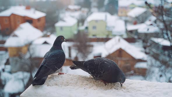 Pigeons on the snow in winter on the city street. Feeding of birds.