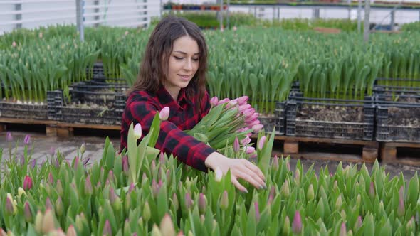 Joyful Young Woman Professional Florist with a Smile Plucks Tulips and Puts Them in Her Hands