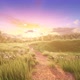 A Beautiful Field Under The Setting Sun (1) - VideoHive Item for Sale