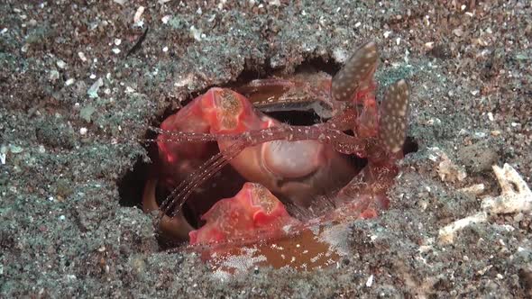 Spearing Mantis shrimp close uping eyes