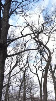 Vertical Video of the Forest with Trees Without Leaves Slow Motion