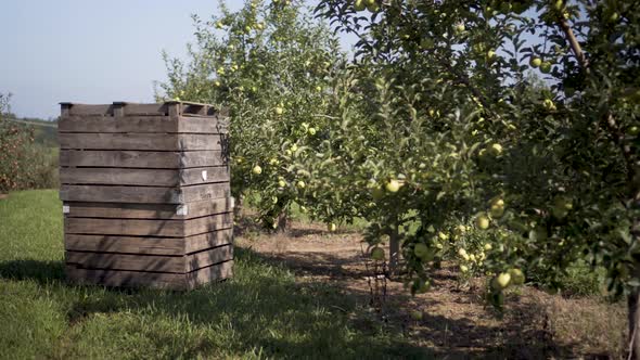 Camera moves around a stack of wooden crates ready for apple picking in an apple orchard.