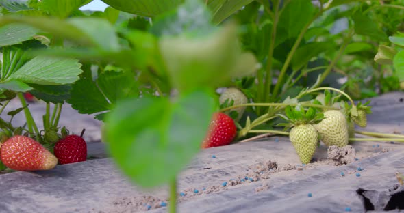 Close Up of Organic Strawberries Ripen at Greenhouse