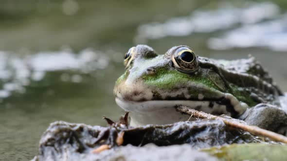 Portrait of Frog Sits on the Shore By the River Close Up