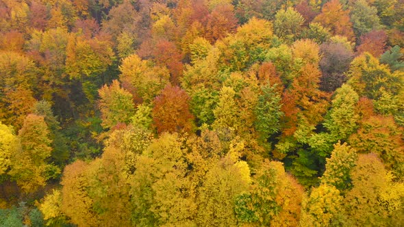 View From the Height on a Bright Yellow Autumn Forest