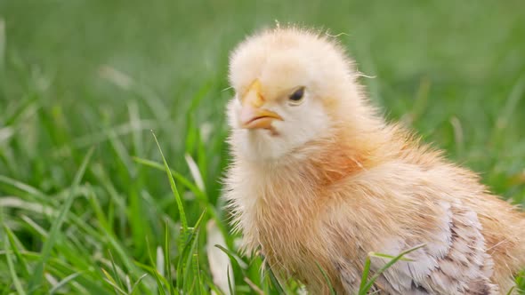 Head of Tiny Newborn Poultry Chicken Chick on Green Grass Background