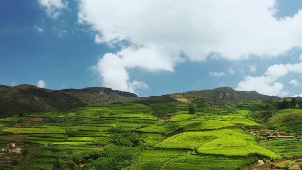 Aerial View of Tea Plantations, Fields, Hills and Meadows. Sri Lanka Island