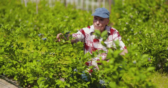 Confident Male Farm Researcher Examining and Tasting Blueberry on Field