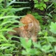 Big Ginger Cat Sitting in the Garden Bush - VideoHive Item for Sale