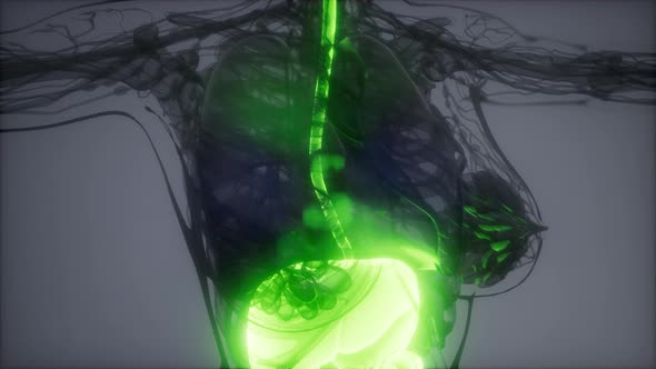 3d Illustration of Human Digestive System Parts and Functions alt