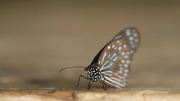 panning shot of Dark Blue Tiger butterfly (Tirumala septentrionis) on wood