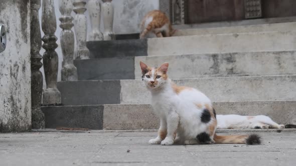 Homeless Shabby Tricolor Cat in Africa on Street of Dirty Stone Town Zanzibar