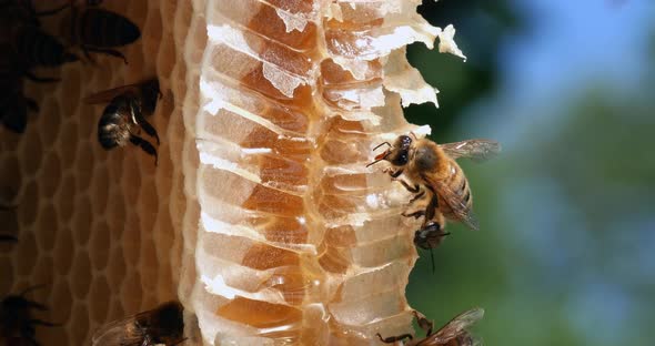 |European Honey Bee, apis mellifera, Bees on a wild Ray, Bees working on Alveolus