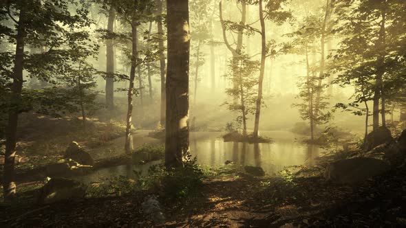 Panoramic View of the Majestic Forest in a Morning Fog