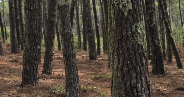 The Landes forest, Nouvelle Aquitaine, France. The Landes forest  is the largest man-made woodland i