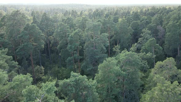 Slow Motion View of Green Forest By Day