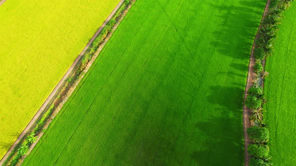 Drone flying over the beautiful green and yellow rice field scenery