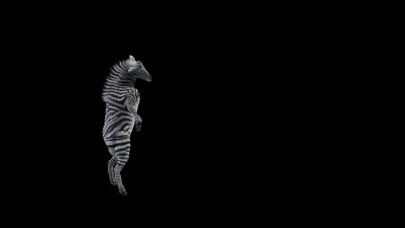 49 Zebra Dancing HD