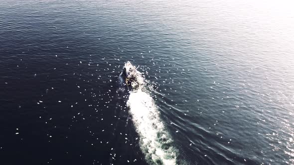 amazing drone shot of fisherman boat with seagulls