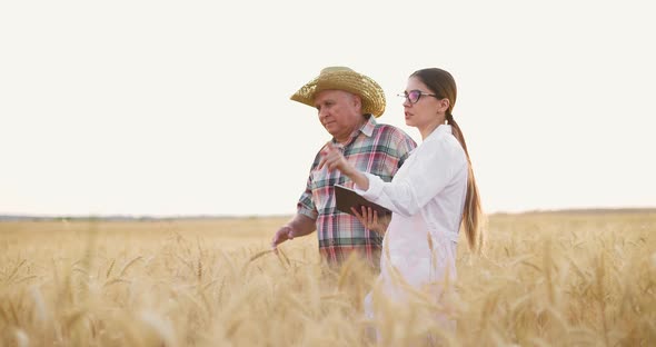 Farmer and Scientist Walking in Wheat Field Examining Crop