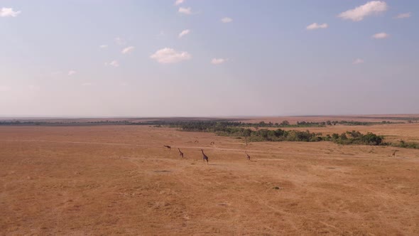 Aerial view of giraffes in Masai Mara